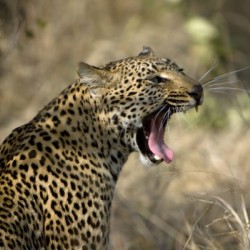 Yawning 